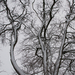 Téli fák