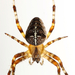 Koronás keresztespók (Araneus diadematus)1