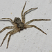 Bükkfa fürge karolópók 1-1 (Philodromus margaritatus)1