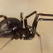 Kétpettyes faggyúpók 1-1 (Steatoda bipunctata)