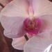 orchidea 007