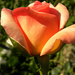 DSCN0265 nyíló rózsa