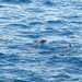 DSCN5367 delfinek