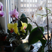 P1221161 orchideáim