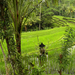 DSCN3822 rizsföldek