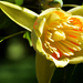 DSC 4426 amerikai tulipánfa
