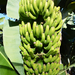 DSC 8630 banánia