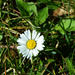 DSC 0788 tatai virág