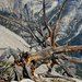 US12 0925 044 Yosemite NP, CA