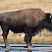 US160926 032 Yellowstone NP, WY