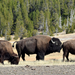 US160926 033 Yellowstone NP, WY