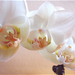 Orchidea – 002d