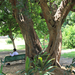 Lodi kert girbe-gurba fa árnyékában