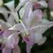 Singapore day3 Botanic garden23 Orchidea kert