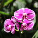 Singapore day3 Botanic garden90 Orchidea kert