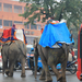 Elefantok Jaipur3