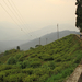 Darjeeling Tea garden5