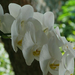 20130830 031 orchidea