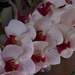 20130830 029 orchidea