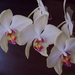 20130822 028 orchidea