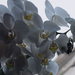 orchidea015