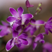 20141119 017 orchidea