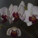 20150104 o 028 orchidea
