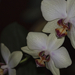 20150104 o 031 orchidea
