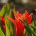 20150405 097 tulipán
