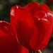 20150423 135 tulipán