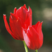 20150503 002 tulipán