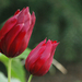 20150506 010 tulipán