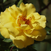 20150510 015 sárga rózsa