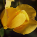 20150513 023 sárga rózsa