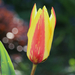 IMG 3705 tulipán