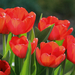 IMG 3877 tulipán