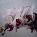 IMG 6751 orchidea