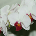 IMG 6976 orchidea