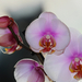 IMG 6999 orchidea