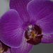 C131565 orchidea
