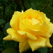 Sárga rózsa