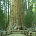 Sequoia & Kings Canyon (California)