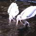 pelikán kutat