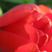 tulipán nyílás előtt