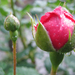 frissült rózsa