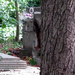 temetői mókus