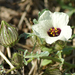 varjúmák (Hibiscus trionum)