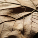 platánlevél - ősz