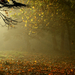 őszi erdő meséi