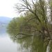 fák a Duna mentén